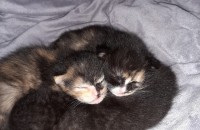 새끼 고양이 무료분양 신청합니다