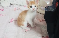 스코티쉬 스트레이트 여아 입양 보내요