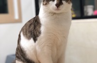 1년 6개월 중성화 완료 코숏 남아 분양합니다