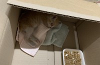 새끼 길고양이 가족이 되어주세요