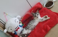 고양이 분양되시는분 연락부탁드려요!