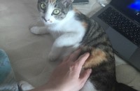 코리안 숏헤어 1년 된 여아 고양이 분양합니다.