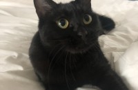 다섯살 루나의 새 가족을 찾습니다