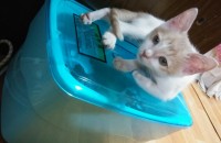 경기도이천)길냥이 새끼 3개월 암컷