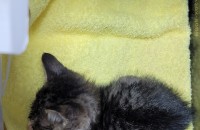 (경기도 광명) 새끼고양이 데려가실분~