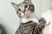 성격좋은 고등어냥 '존리'가 입양을 기다립니다