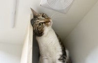 너무 얌전하고 착한 바둥이의 평생 가족이 되어주세요