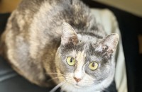 작고 이쁜 애교쟁이 '예리' 공주님의 가족이 되어주세요