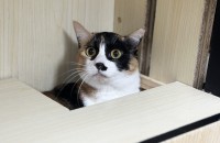 겁이 많지만 아주 순둥한 여아 '세라' 가 입양을 기다립니다