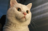 급] 개냥이천사 7살 수컷 터키쉬앙고라 입양/임보자님 구합니다ㅠㅠ