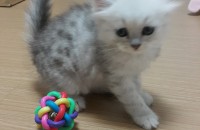 페르시안 가정묘