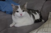 1년2개월 브리티쉬 숏헤어 무료분양