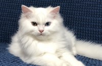 사랑으로 키워주실 집사님 찾고 있습니다