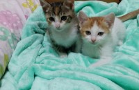 아기 고양이 두마리 무료분양