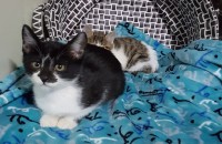 코코와 키키 분양해요~