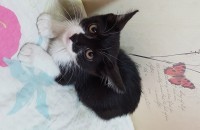 예쁜 까망 고양이 다다