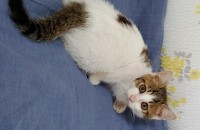 남아 새끼 고양이 분양