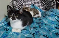 까망이 코코 분양해요