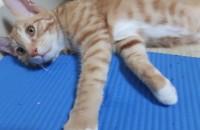 코숏 3개월 무료분양