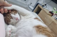 9개월 귀여운 치즈냥이 가족되어주실분 구해요