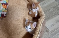(순천/여수/광양/보성)노랭이 귀염둥이 3마리=^ㅅ^=