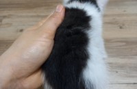 어미대신 이뻐해주실 분 찾습니다!