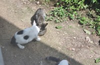 [강진/장흥/순천/여수/광양/보성]새끼고양이무료분양합니다^^