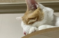 코숏 남아 무료 분양 보냅니다