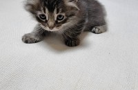 아기고양이 무료분양 합니다