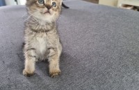 아기고양이 분양합니다