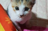 아기고양이의 분양합니다