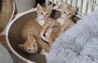 고양이가 새끼 낳아서요 ~ 다 키울수 없어 분양 합니다.
