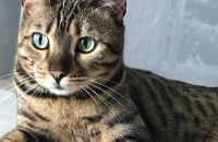 뱅갈고양이 무료분양합니다