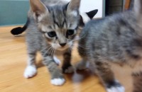 한달 조금넘은 아기냥이 분양합니다