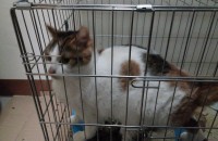 고양이 무료 분양(충남 아산시) 중성화수술X