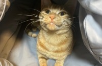 천안/아산 치즈냥이 여아 집사님 모십니다