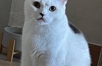 고양이 무료 분양 합니다