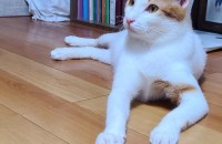 코숏 1살 수컷(중성화O) 사랑으로 키워주실 가족을 찾습니다