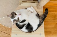 남아 3살 애교많은 냥이 분양 합니다