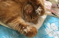 창원 5살 개냥이 분양합니다