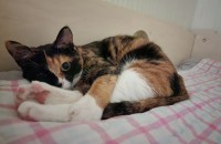 작고 귀여운 카오스 여아 분양합니다!