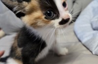 3주된 아기냥이들 입양보내요