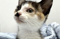 태어난지 4주 된 아기냥이들 입양 보냅니다.