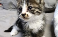 태어난지 3주 된 아기냥이들 입양 보냅니다