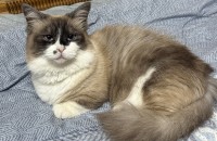 렉돌 먼치킨 / 1살 / 여아 / 중성화 완료