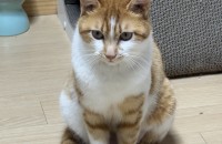 치즈태비 / 7개월 / 남아 / 중성화 완료