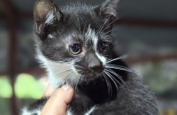 | 입양 공고 | 사랑스러운 아깽이 3마리, 평생 가족을 기다립니다