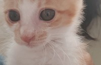 길냥이 한달정도 됐습니다