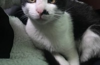 수원 길냥이 9개월 무료분양합니다.