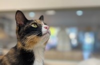 (칼리코 코숏) 이목구비 이쁜 춘장이 가족이 되어주실분 !